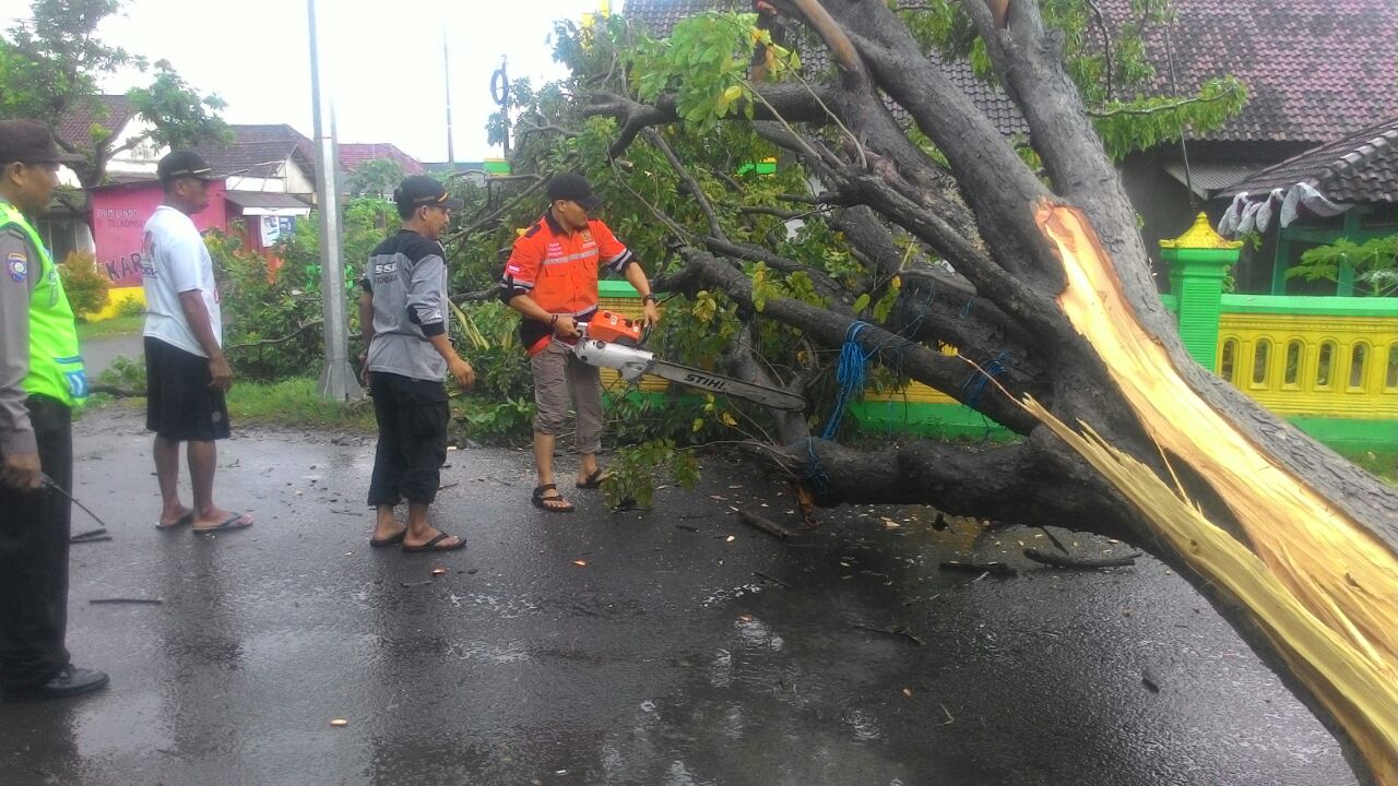 Pohon Tumbang Depan Polsek Kecamatan Jabon