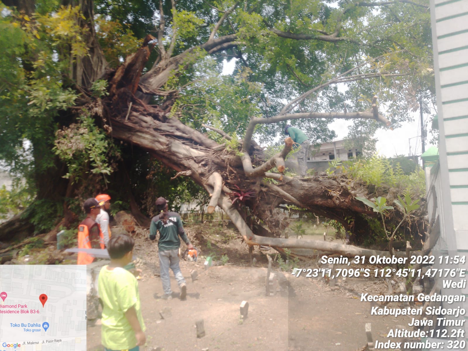 Pemotongan pohon tumbang di Desa Wedi Kec. Gedangan