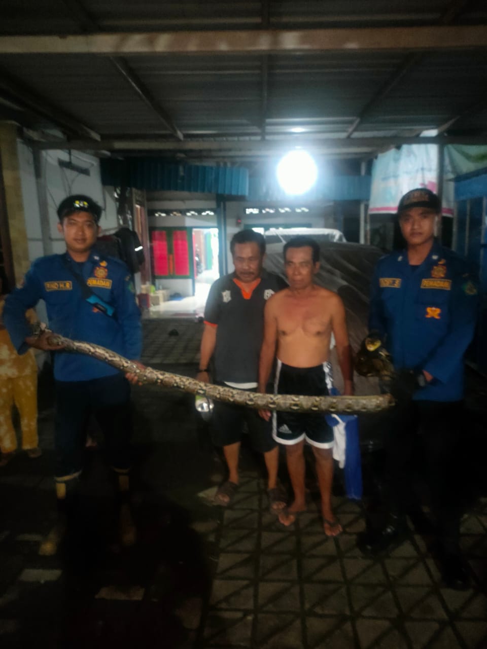 Tim Rescue BPBD Sidoarjo Berhasil Mengevakuasi Ular Sanca Sepanjang 2 meter di Kecamatan Balongbendo