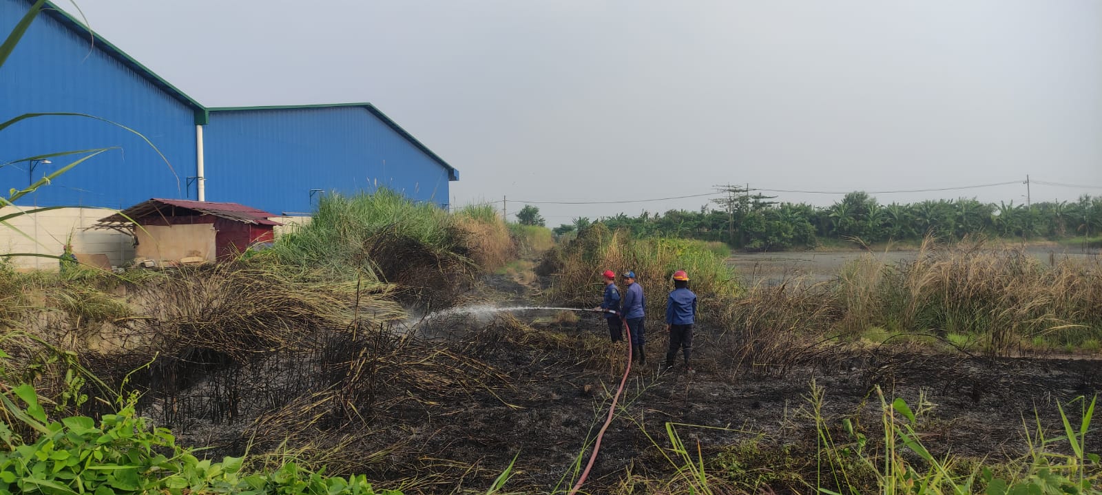 Kebakaran Ilalang di Kelurahan Lingkar Timur, Kecamatan Sidoarjo