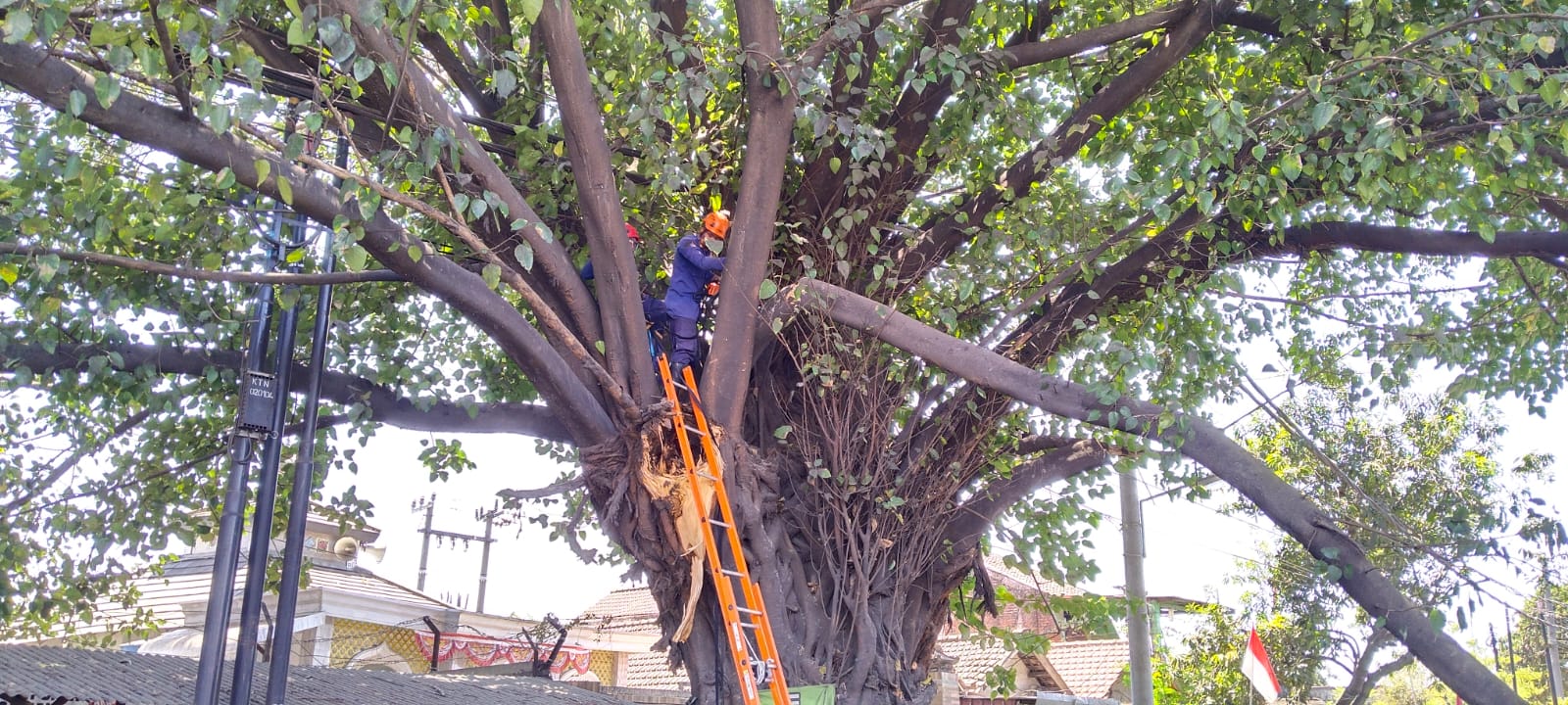 Tim Rescue BPBD Sidoarjo Melakukan Evakuasi Pohon Tumbang di Jalan Raya Taman, Kecamatan Taman
