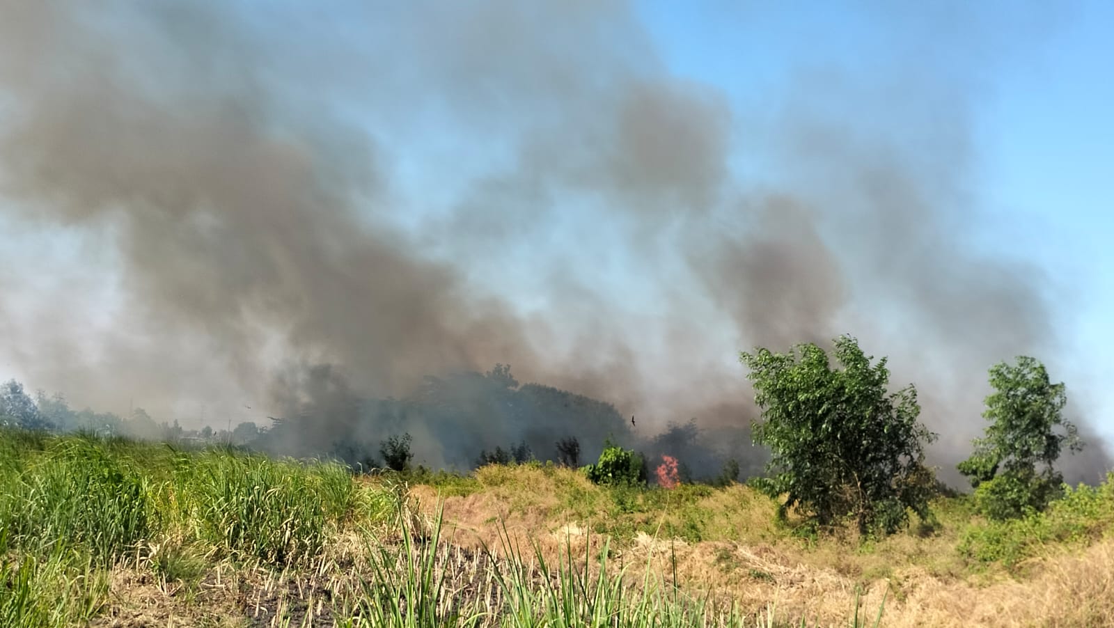 Kebakaran Lahan Kosong di Perumahan Residen, Desa Jeruk Gamping, Kecamatan Krian