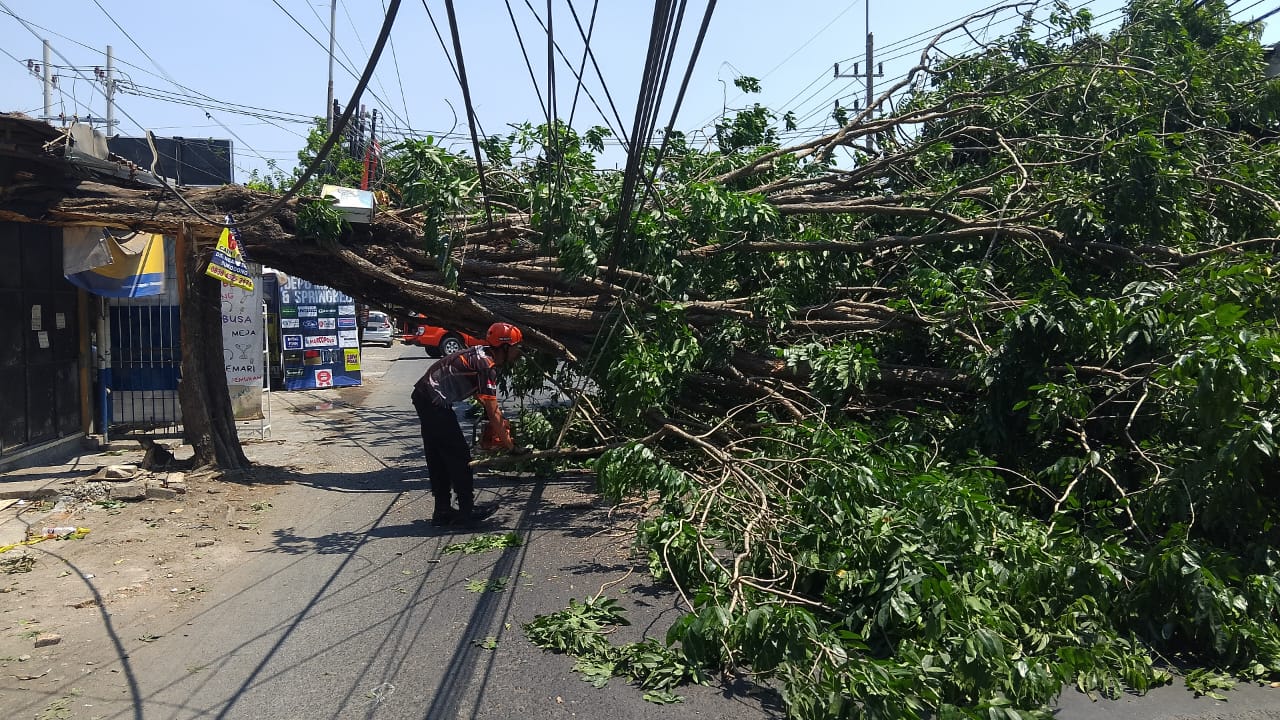 Tim Posko BPBD Sidoarjo Melakukan Evakuasi Pohon Tumbang di Jalan Raya Bogem, Kebonagung, Kecamatan Sukodono