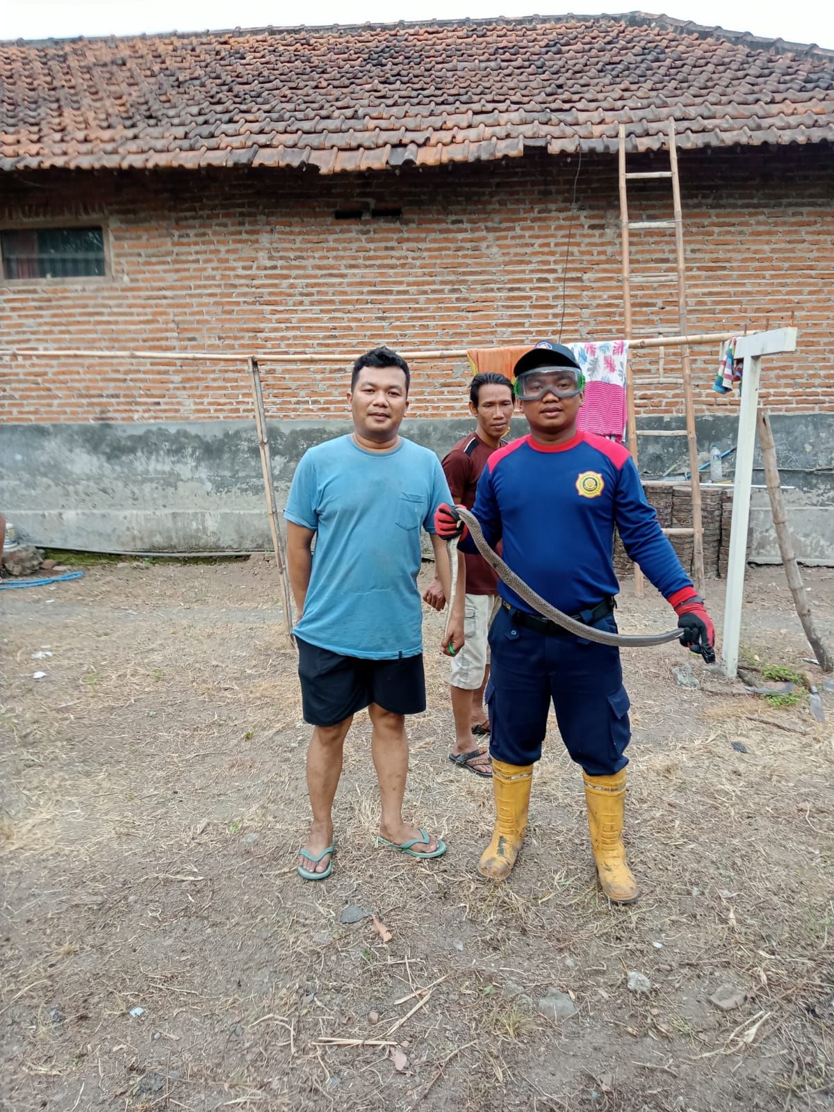 Tim Rescue BPBD Sidoarjo Melakukan Evakuasi Ular Kobra di Desa Pertapan Maduretno, Kecamatan Taman