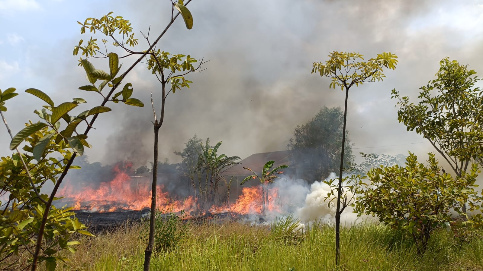  Kebakaran Lahan Kosong di Desa Gelang RT 02 RW 02 Kecamatan Tulangan