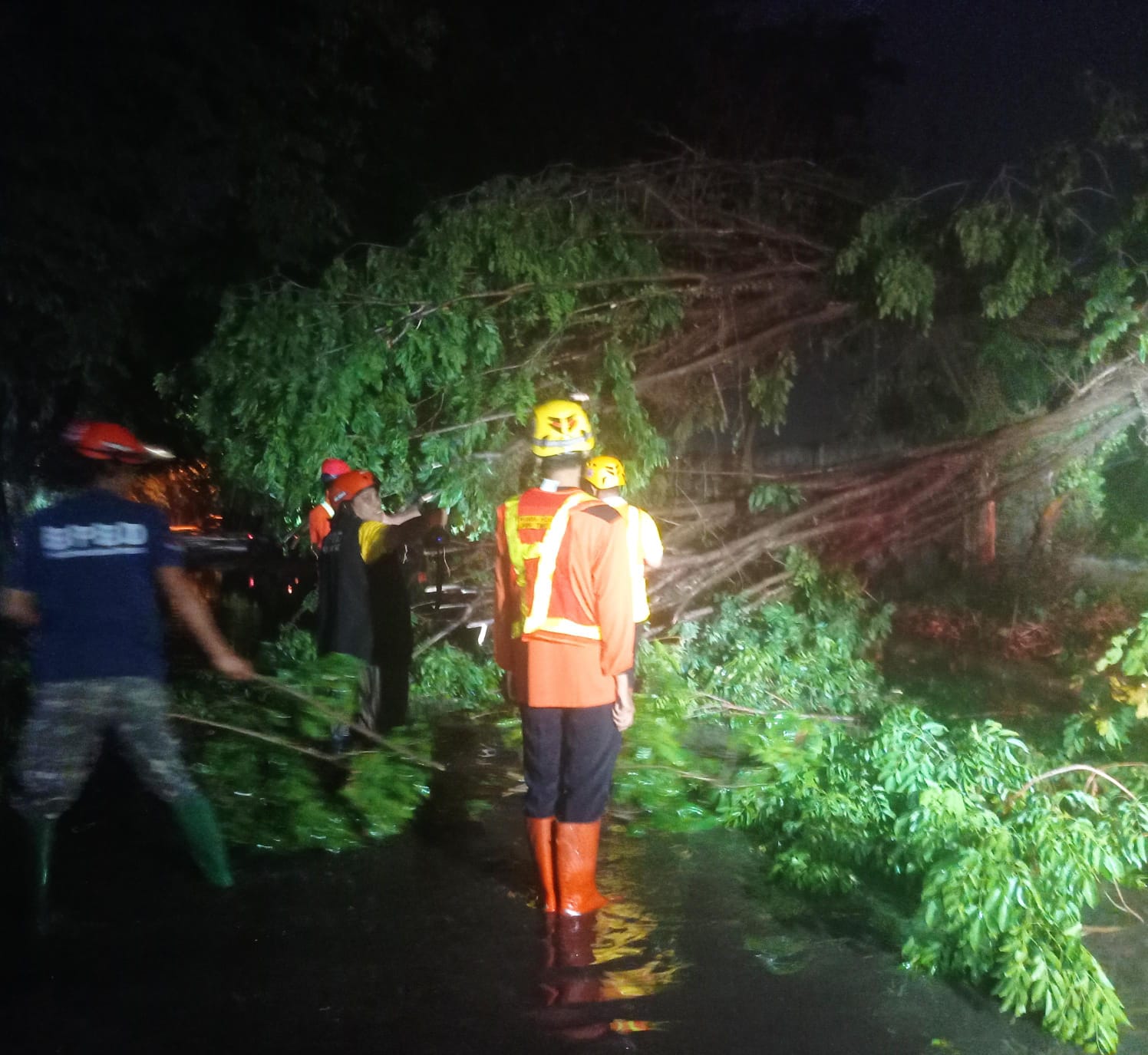 Tim Posko BPBD Sidoarjo melakukan evakuasi pohon tumbang di  Pintu masuk makam proloyo Desa Gebang Kecamatan Sidoarjo